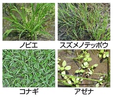 水稲における雑草管理と非選択性除草剤の上手な使い方