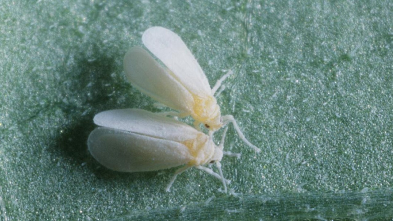 https://www.syngenta.co.jp/cp/articles/20220519_01