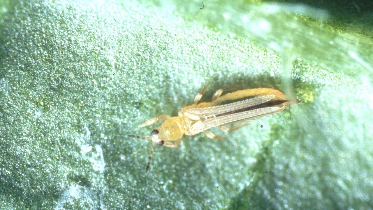 https://www.syngenta.co.jp/cp/articles/20011005