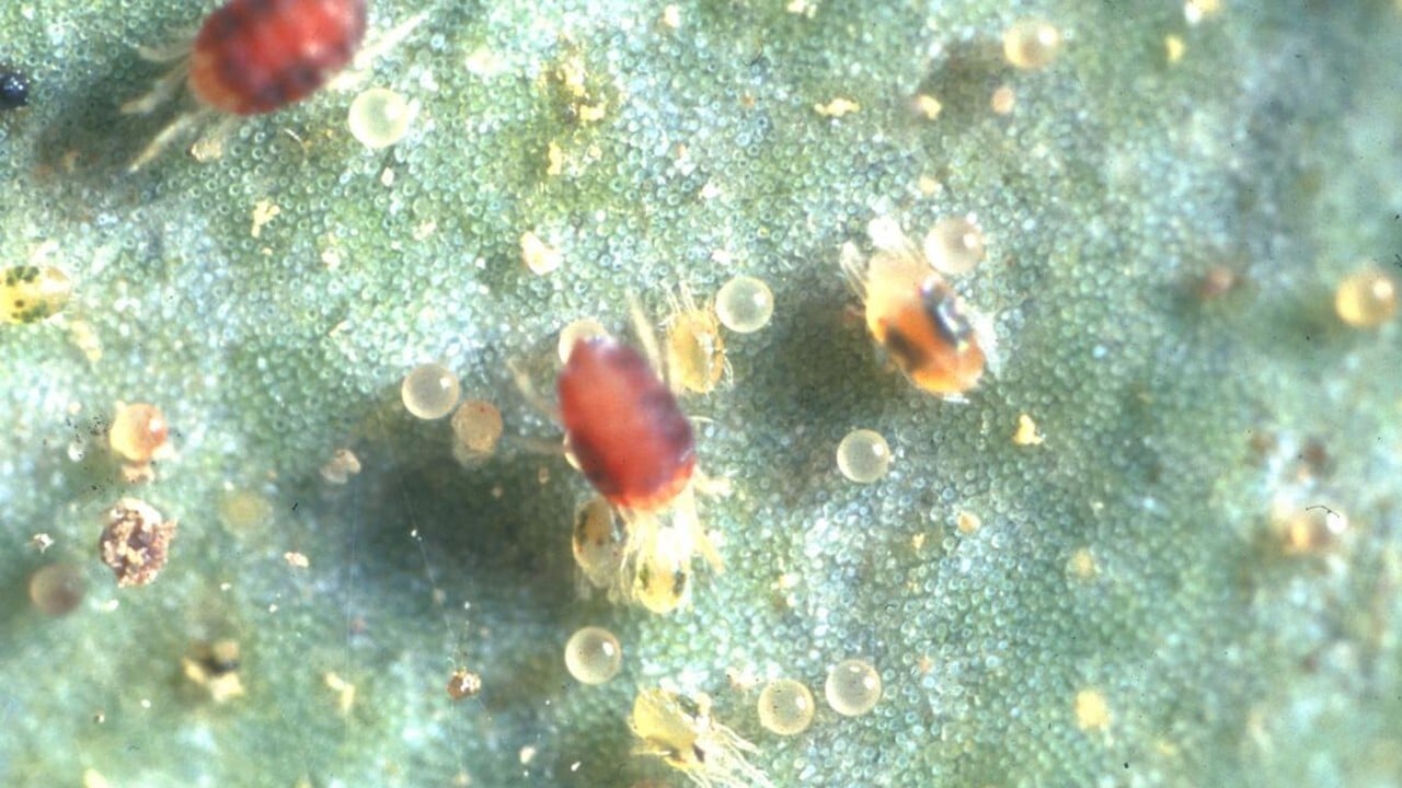 https://www.syngenta.co.jp/cp/articles/20021209