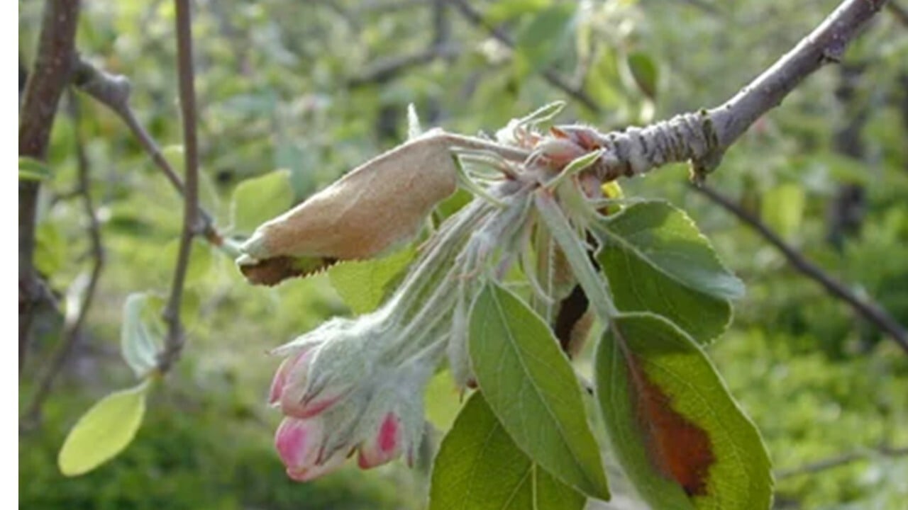https://www.syngenta.co.jp/cp/articles/20250925_6